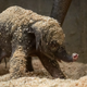 Baby playing in wood shavings that help absorb its urine but, more importantly, provide some fun!